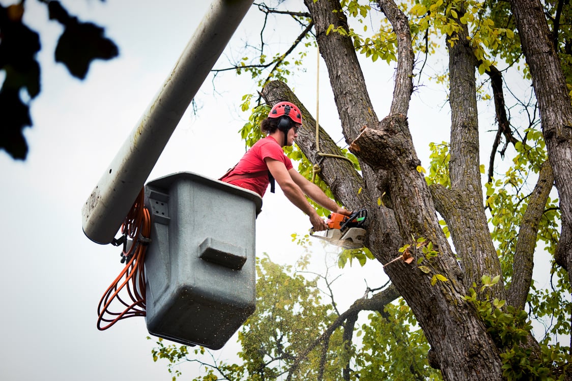 Tree Service Arborist Expert Working, Pruning, Cutting Diseased High Branches